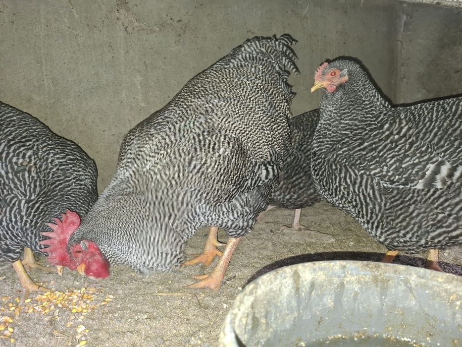 Plymouth rok barat vând sau schimb