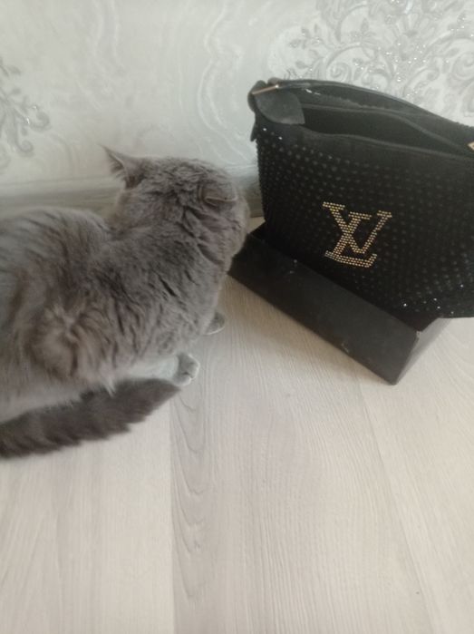 Britaniya Skottish Strayt Sotildi