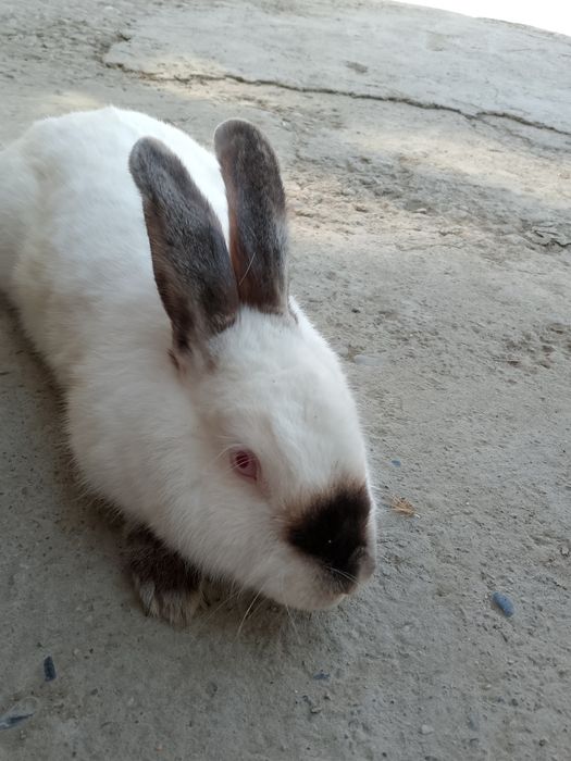 Kaliforniya zotli quyon