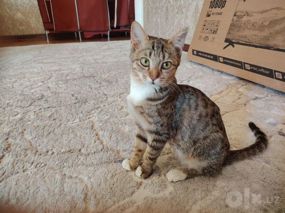Кошка, котёнок mushukcha в добрые руки