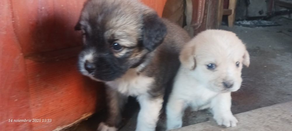 donez catelusi fata si baiat