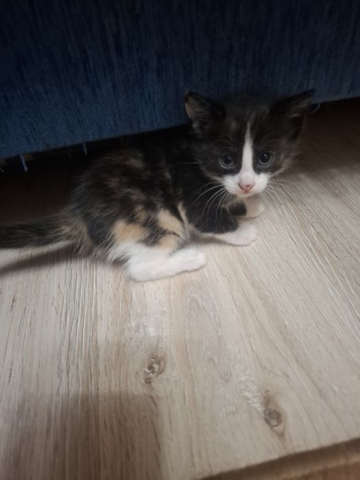 Отдам кошку в добрые руки