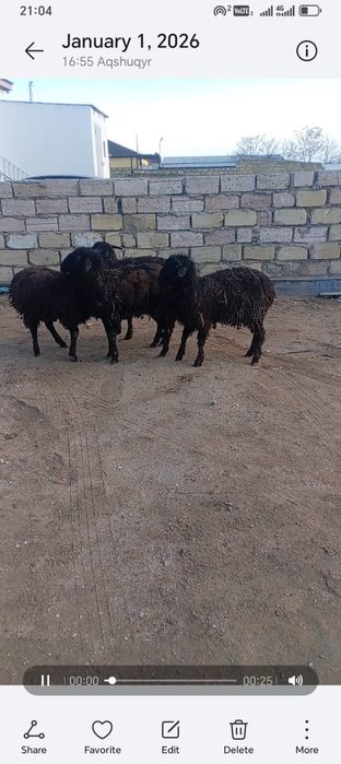 Ұрғашы тоқтылар сатылады