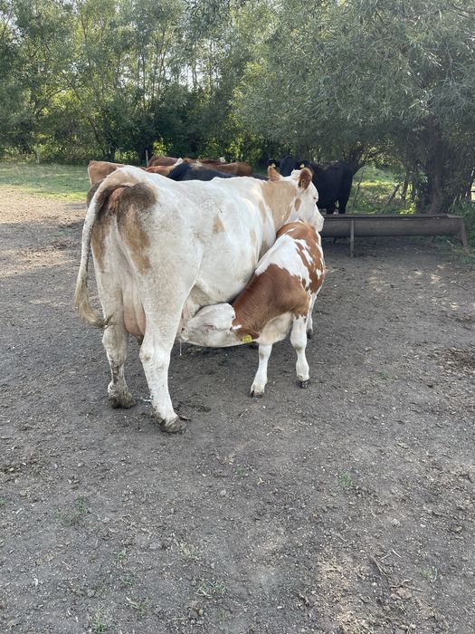 Vitel, tauras baltata romaneasca