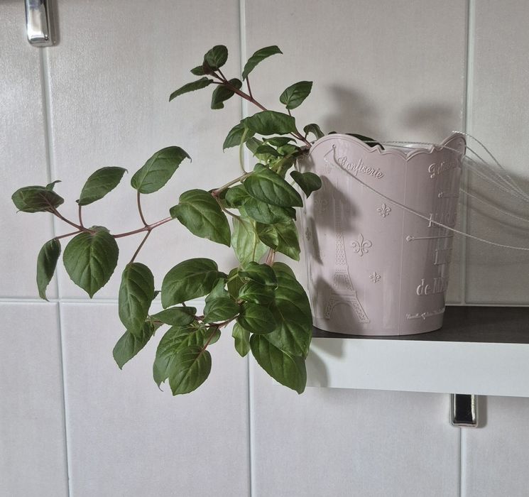 Фуксия ампельная