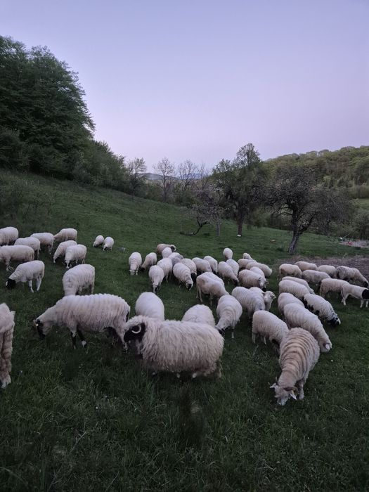 Oi bune bale si breze cumparate de la  crescători mari