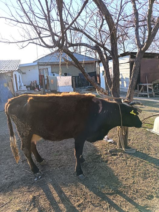 Продам молочную корову