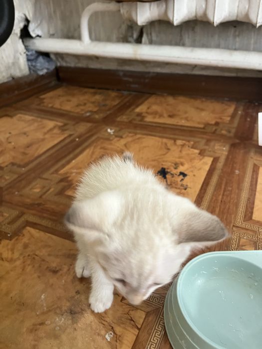 Отдадим котят в добрые руки