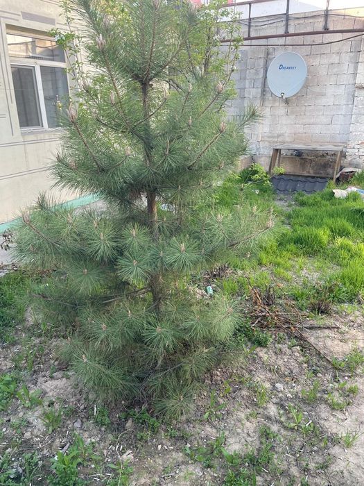 Ёлки домашний 5 летки