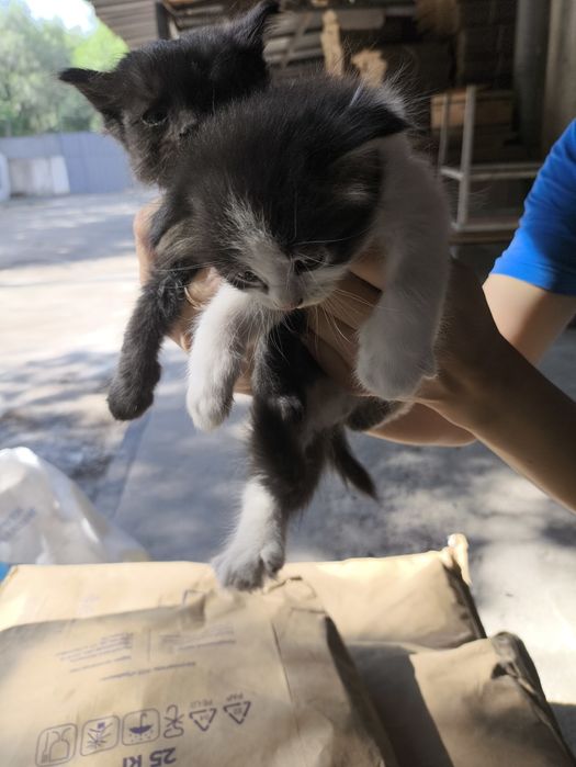 Отдам бесплатно котят