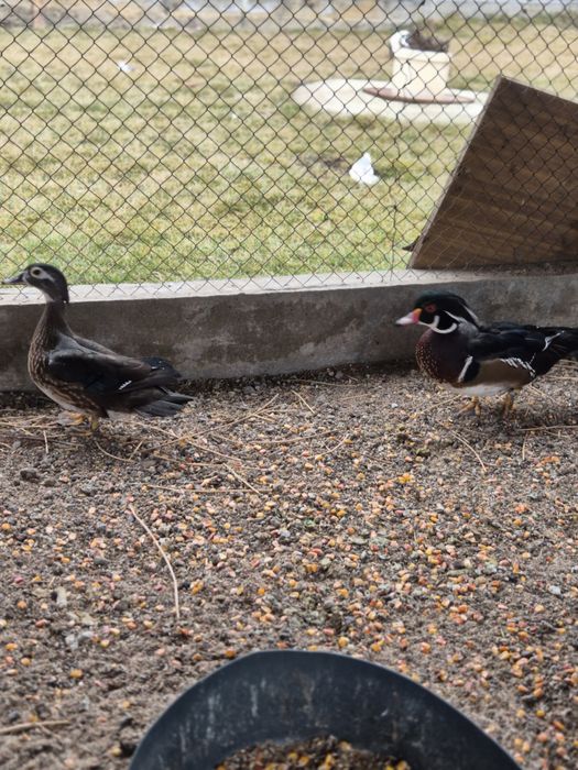 Утки Каролинки..