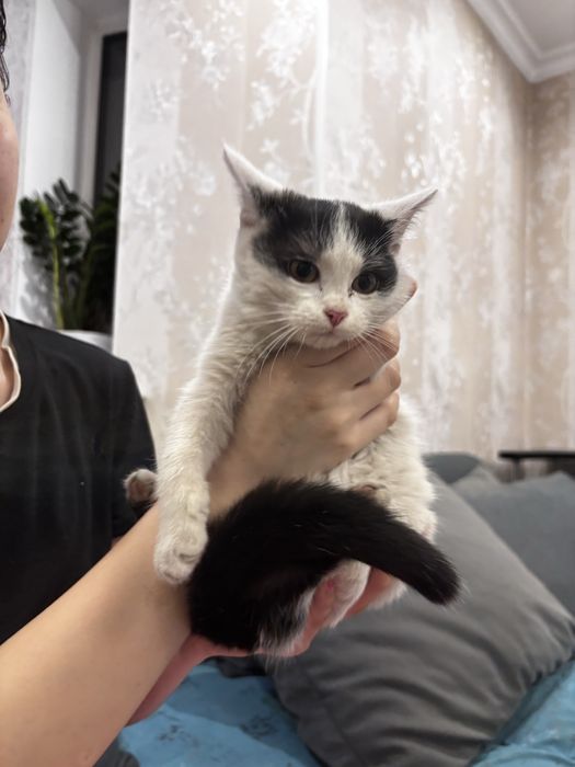 ищем хозяев для котенков