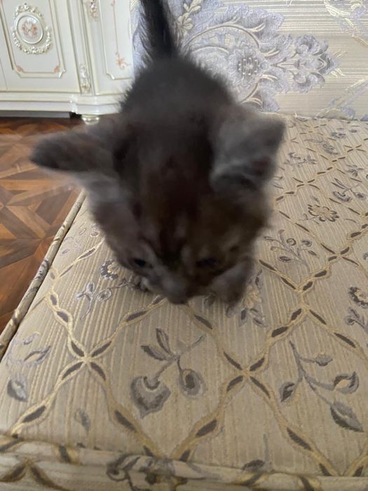 Отдам котят в хорошие руки