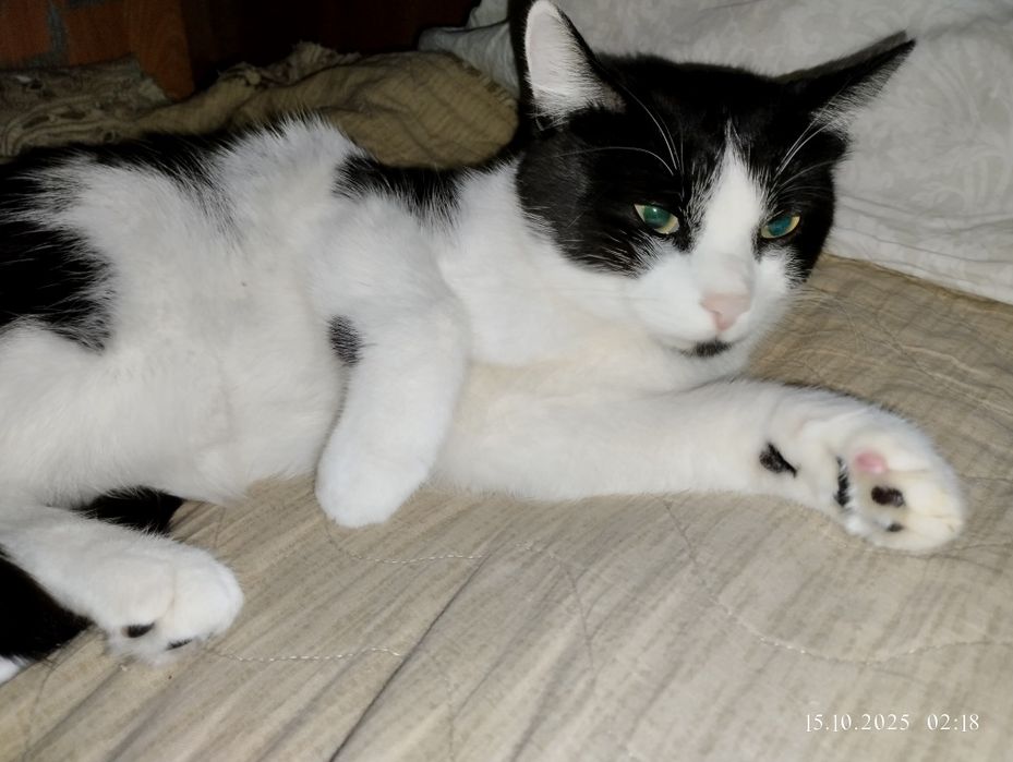 Отдам кота - хоть куда