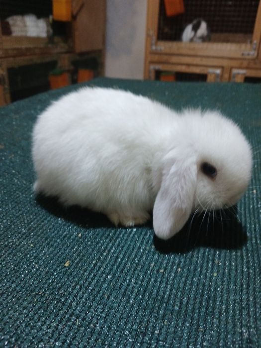 Кролик декаративние