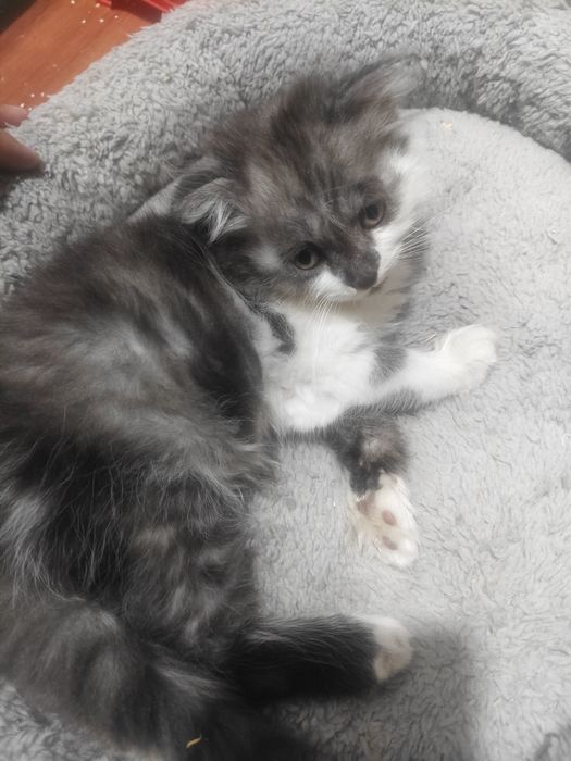 Scottish fold longhair mushuk sotiladi srochno.