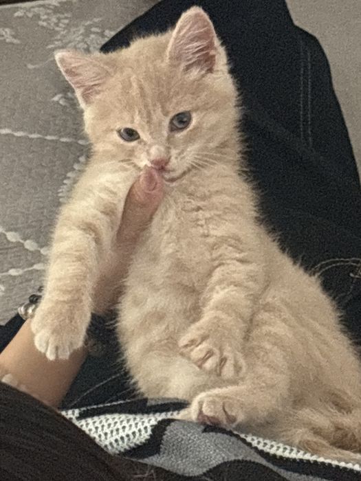 Британец карамельного цвета