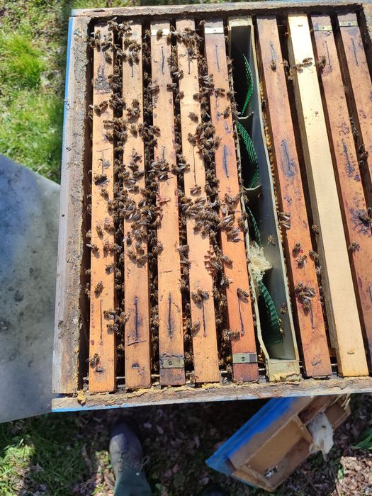 Пчелни семейства без кошери