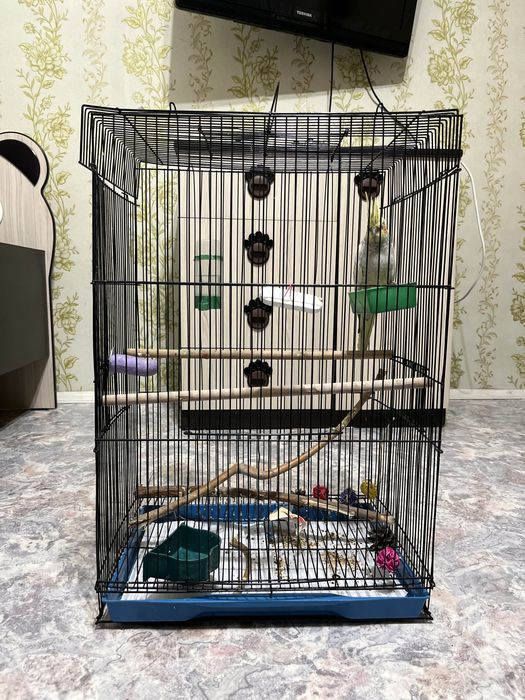 Продам ручного попугая