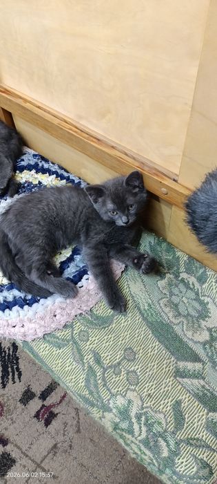 Ласковые котята! Бесплатно.