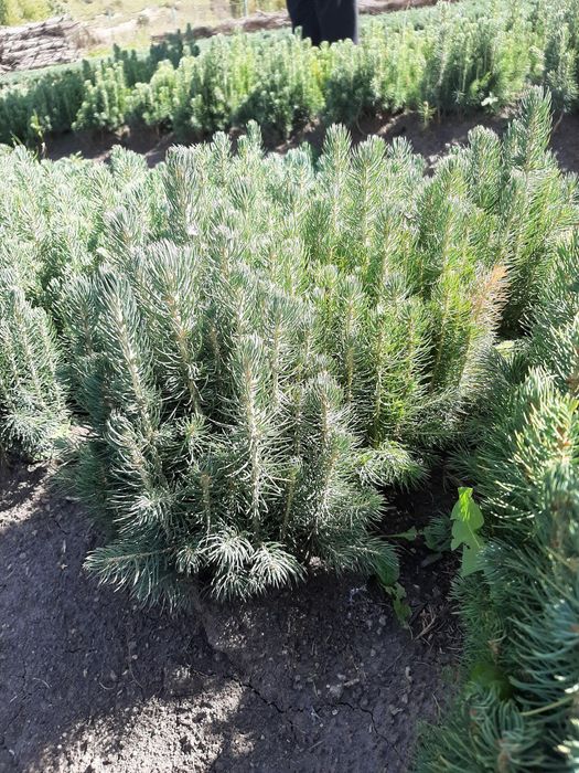 Голубая Ель Селбериский нави сенсалари сотилади