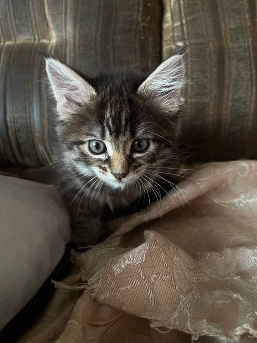 Отдам в ласковые руки, бесплатно