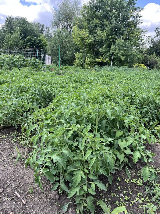 Продам дачу на берегу реки Деркул