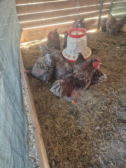 Wiandote si australorp!