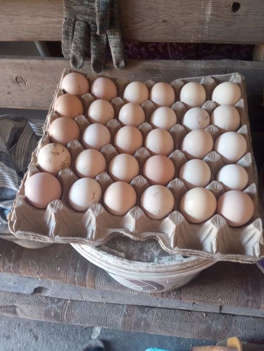 Яйцо байцовые по