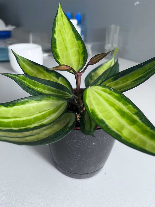 Хойи,  разные сорта