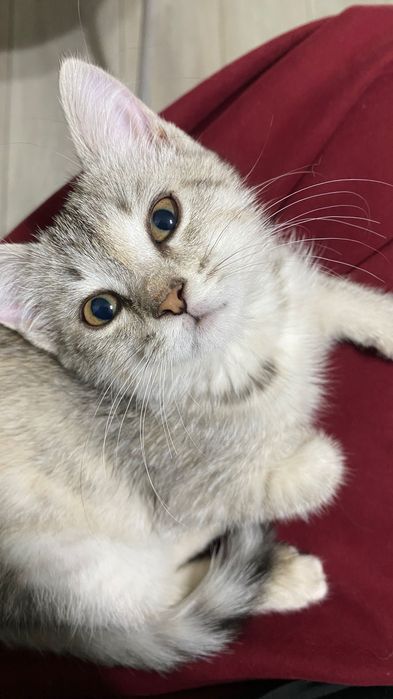 кошка бесплатно домашние
