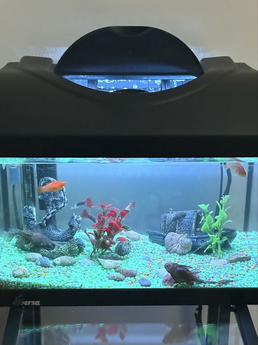 Vand 4 pesti pleco (sanitari): 2 de 5 cm si 2 pui