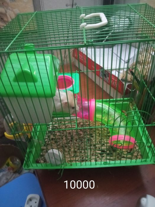 Продам клетку с хомяком за 10000