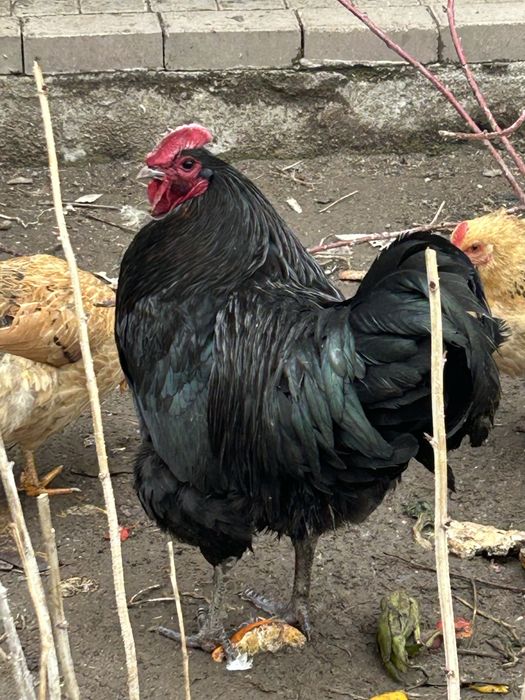 Продам джерсийский гигант