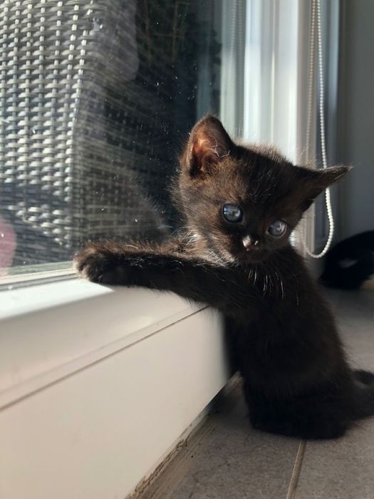 Котенок Мушукча яхши кулларга
