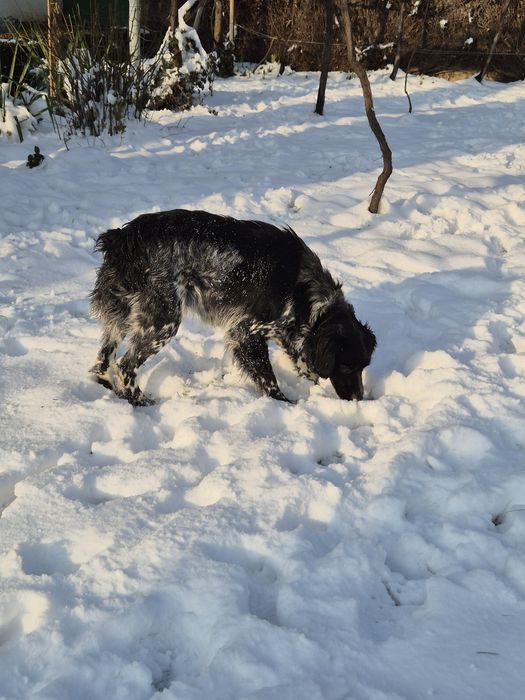 Женски ловни кучета