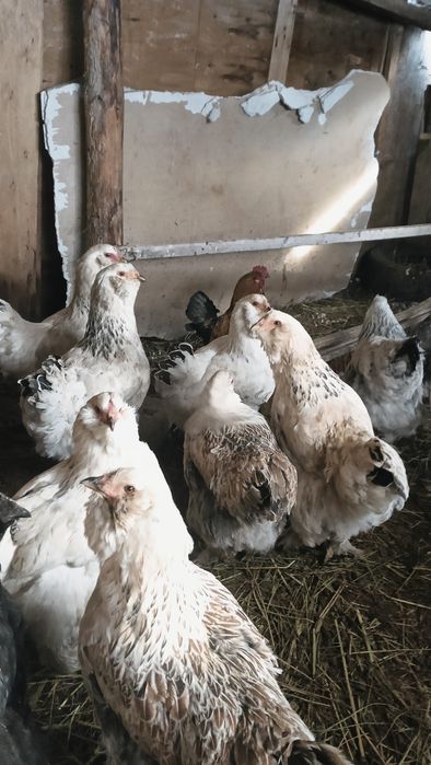 тауықтар сатылады