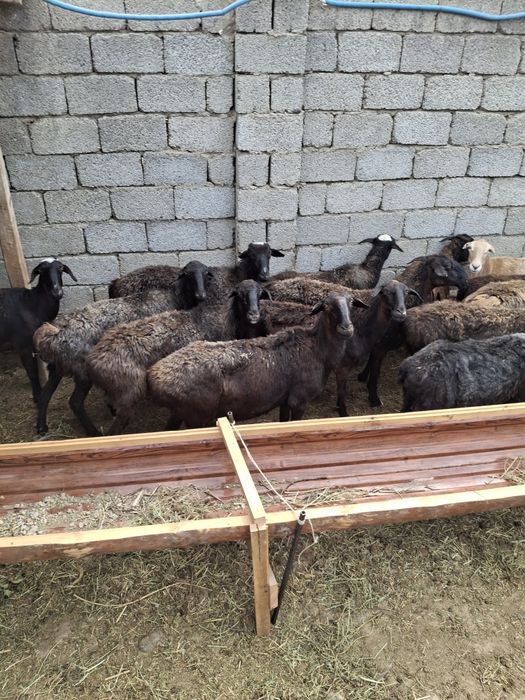 Саулык кой ірі денелі