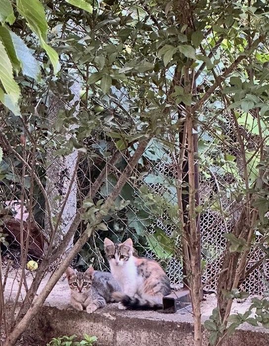 Подарявам 4 котета