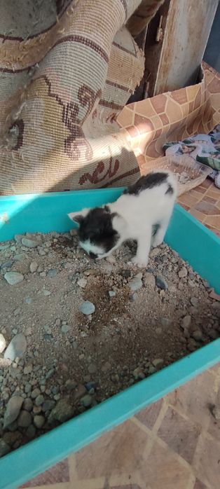 Отдам котят красивых