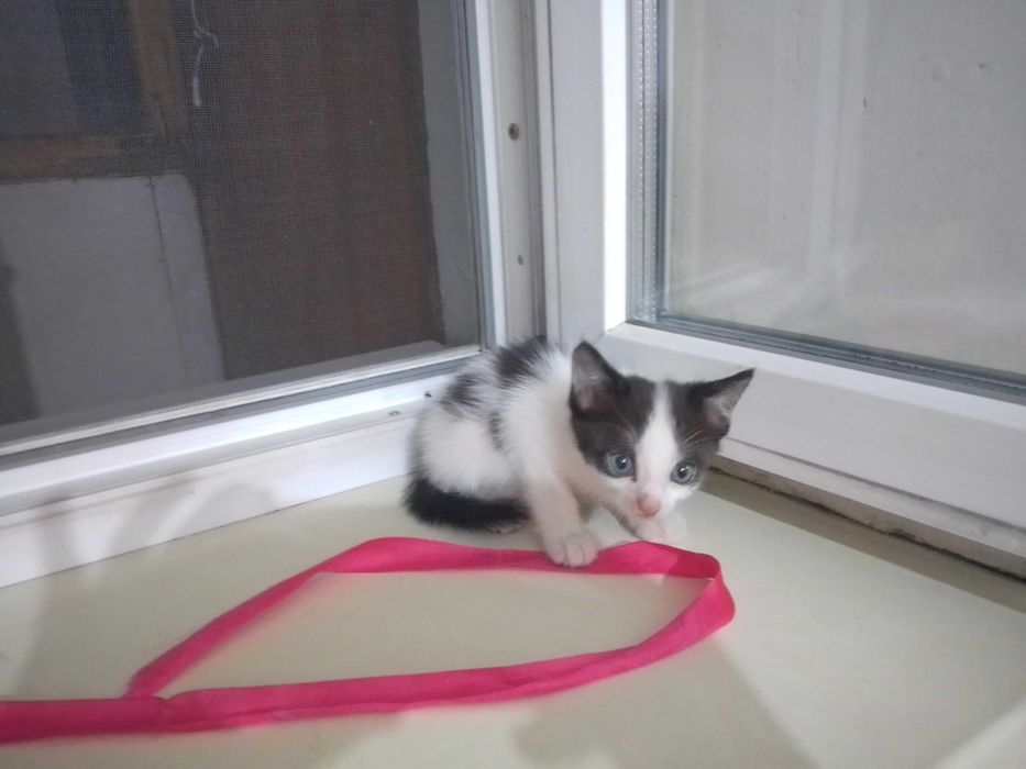 котики в добрые руки!