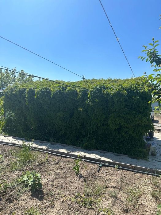 Продается дача (11 соток)