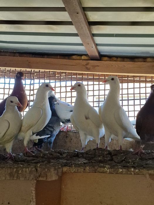 Голуби кармилки .