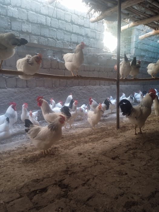 Адлер тоувгини жужалар сотилади