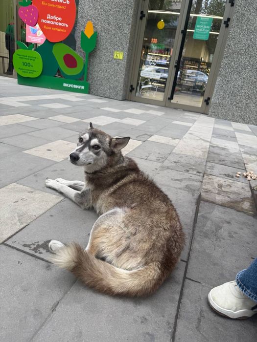 Собака Лайка ищет дом