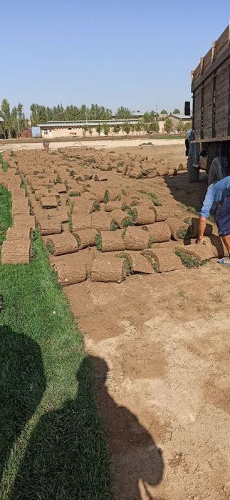 Рулонный газон Tabiy gazon ekish