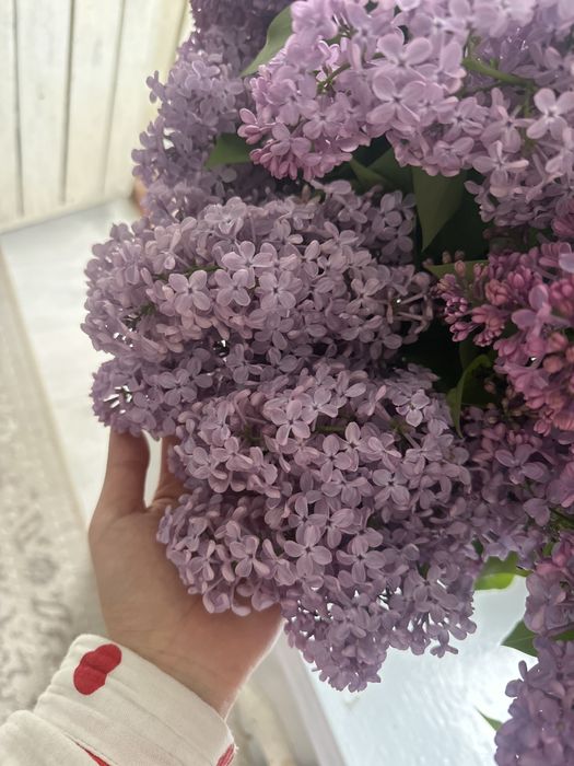 Огромный букет сирени