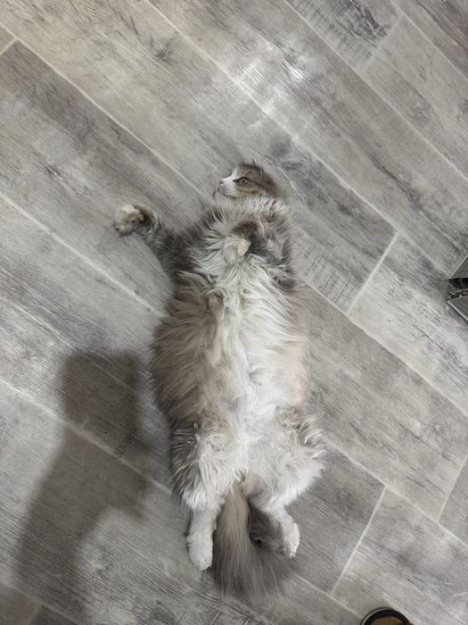 Отдам доброй руке кошку