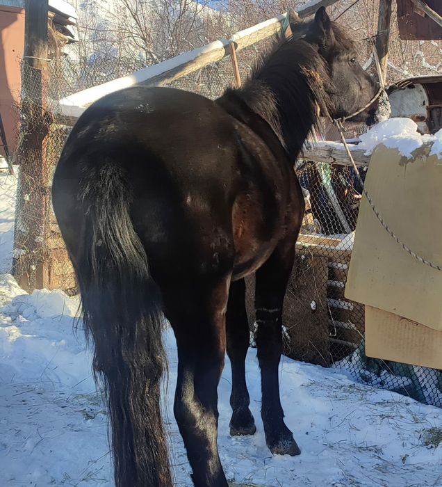 Ат сатылады конь