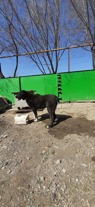 Продам щенок САО